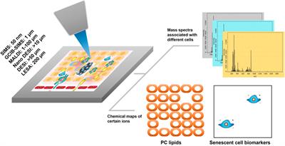 Using mass spectrometry imaging to visualize age-related subcellular disruption